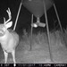 Hanke's Hunts Kansas Game Camera Photo
