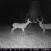 Hanke's Hunts Kansas Game Camera Photo