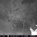 Hanke's Hunts Kansas Game Camera Photo