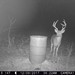 Hanke's Hunts Kansas Game Camera Photo