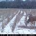 Hanke's Hunts Kansas Game Camera Photo