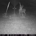 Hanke's Hunts Kansas Game Camera Photo