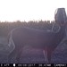 Hanke's Hunts Kansas Game Camera Photo