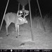 Hanke's Hunts Kansas Game Camera Photo