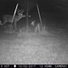 Hanke's Hunts Kansas Game Camera Photo
