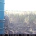 Hanke's Hunts Kansas Game Camera Photo