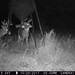 Hanke's Hunts Kansas Game Camera Photo