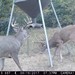 Hanke's Hunts Kansas Game Camera Photo