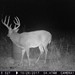 Hanke's Hunts Kansas Game Camera Photo