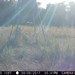 Hanke's Hunts Kansas Game Camera Photo
