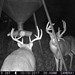 Hanke's Hunts Kansas Game Camera Photo
