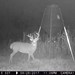 Hanke's Hunts Kansas Game Camera Photo