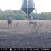 Hanke's Hunts Kansas Game Camera Photo