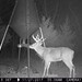 Hanke's Hunts Kansas Game Camera Photo
