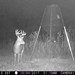 Hanke's Hunts Kansas Game Camera Photo
