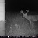 Hanke's Hunts Kansas Game Camera Photo