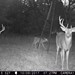 Hanke's Hunts Kansas Game Camera Photo