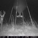 Hanke's Hunts Kansas Game Camera Photo