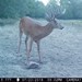 Hanke's Hunts Kansas Game Camera Photo