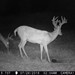 Hanke's Hunts Kansas Game Camera Photo