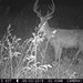 Hanke's Hunts Kansas Game Camera Photo