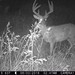 Hanke's Hunts Kansas Game Camera Photo