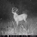 Hanke's Hunts Kansas Game Camera Photo