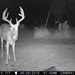 Hanke's Hunts Kansas Game Camera Photo