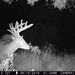 Hanke's Hunts Kansas Game Camera Photo