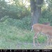 Hanke's Hunts Kansas Game Camera Photo