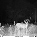 Hanke's Hunts Kansas Game Camera Photo