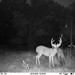 Hanke's Hunts Kansas Game Camera Photo