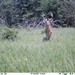 Hanke's Hunts Kansas Game Camera Photo