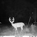 Hanke's Hunts Kansas Game Camera Photo