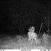 Hanke's Hunts Kansas Game Camera Photo