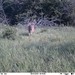 Hanke's Hunts Kansas Game Camera Photo