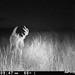 Hanke's Hunts Kansas Game Camera Photo