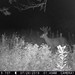 Hanke's Hunts Kansas Game Camera Photo