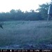 Hanke's Hunts Kansas Game Camera Photo