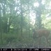 Hanke's Hunts Kansas Game Camera Photo