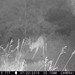 Hanke's Hunts Kansas Game Camera Photo