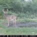 Hanke's Hunts Kansas Game Camera Photo