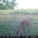 Hanke's Hunts Kansas Game Camera Photo