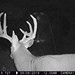 Hanke's Hunts Kansas Game Camera Photo