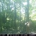 Hanke's Hunts Kansas Game Camera Photo