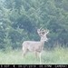 Hanke's Hunts Kansas Game Camera Photo