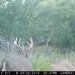 Hanke's Hunts Kansas Game Camera Photo