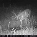 Hanke's Hunts Kansas Game Camera Photo