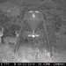 Hanke's Hunts Kansas Game Camera Photo