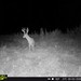 Hanke's Hunts Kansas Game Camera Photo